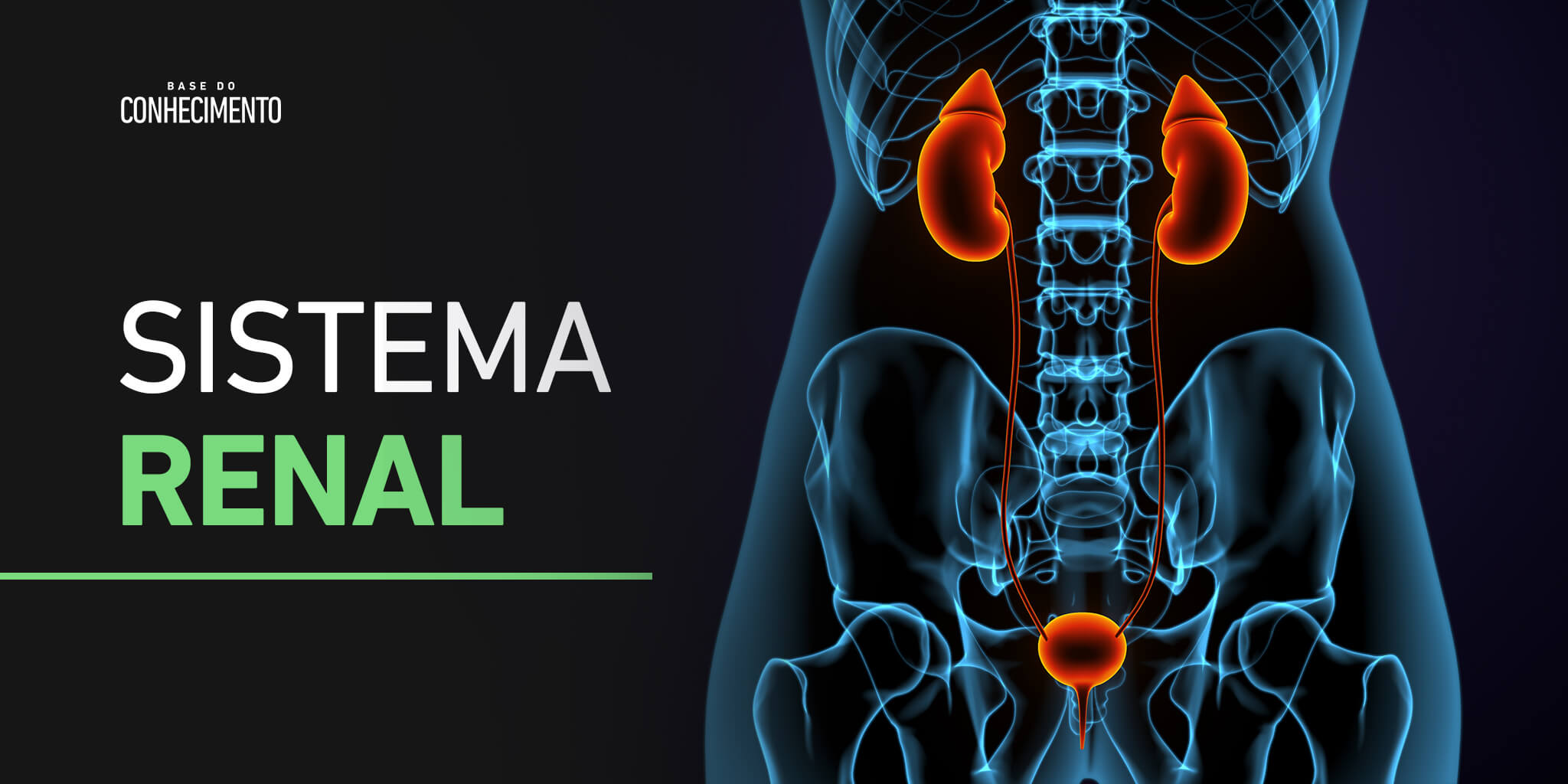 Renal